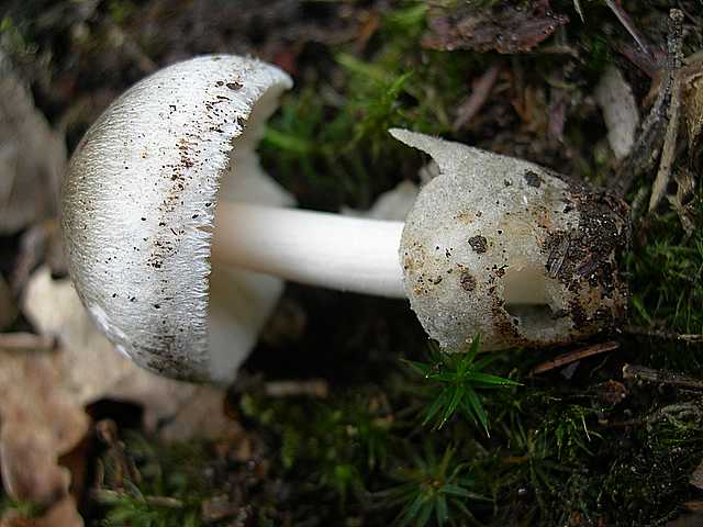 I funghi della foresta di Thann